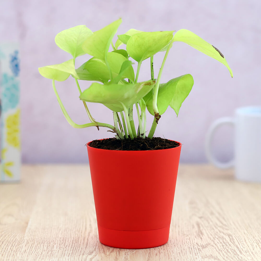 Plants
