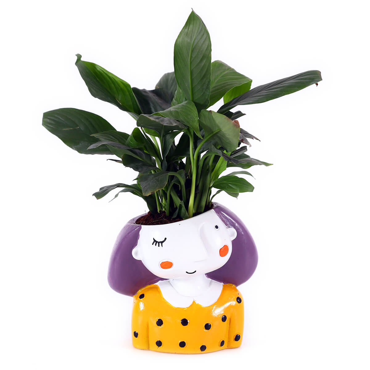 Green Foliage Plant in Yellow Girl Planter