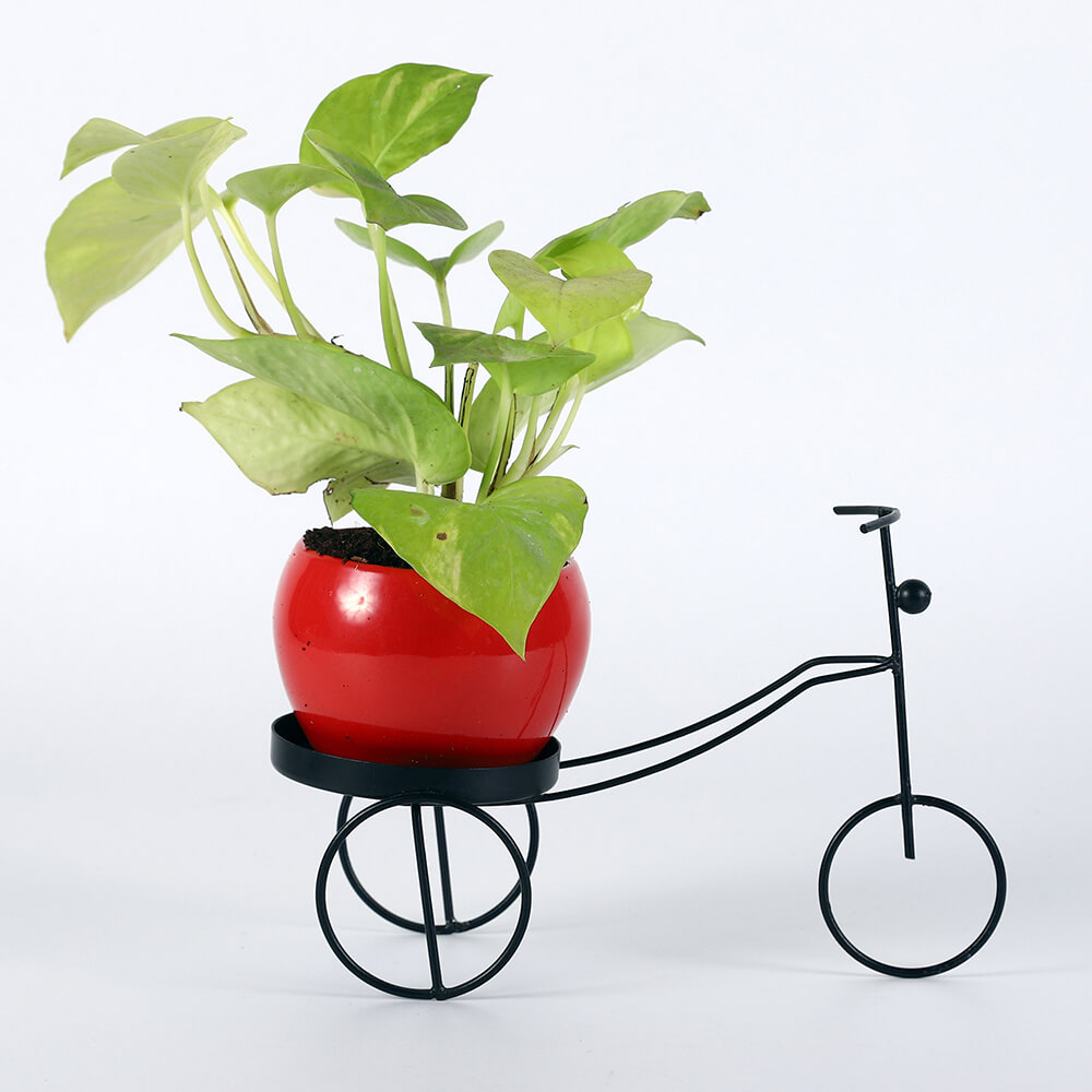 Neon Pothos in Bicycle Planter Stand