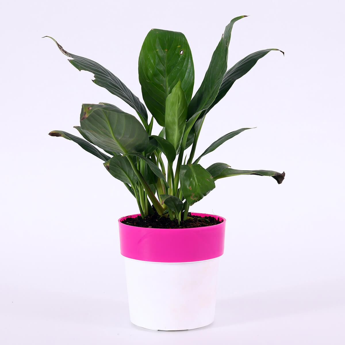 Green Foliage Plant in Pink-Rim Pot
