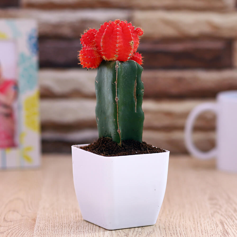 Flowering Cactus in White Square Pot