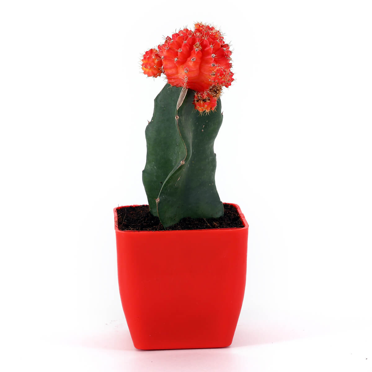 Flowering Cactus in Red Square Pot