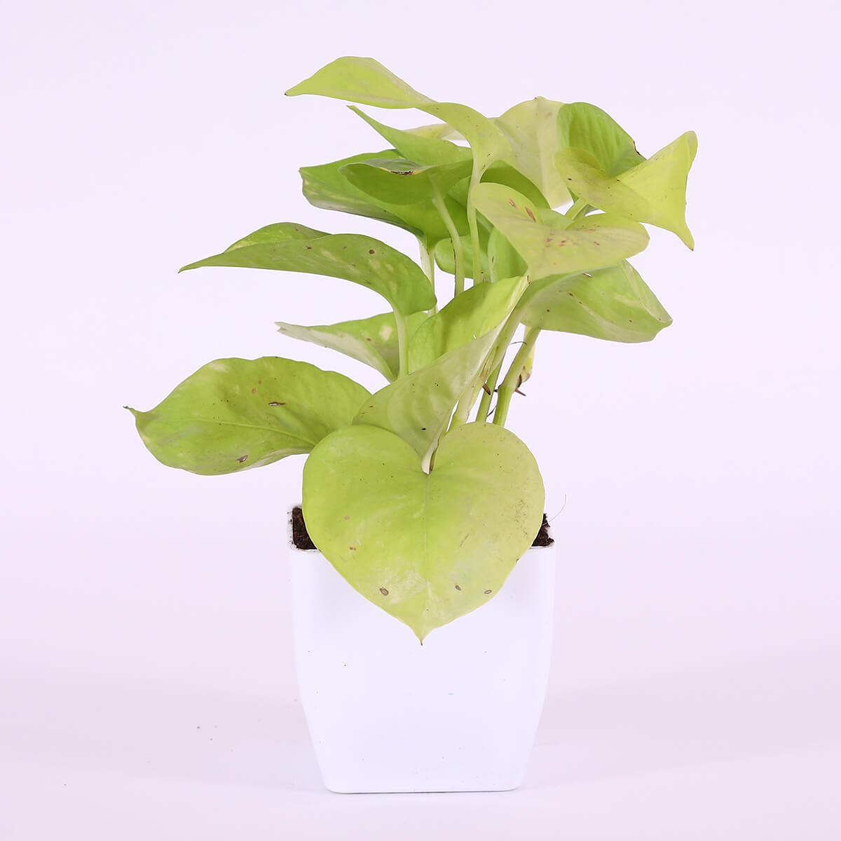 Neon Pothos in White Square Pot