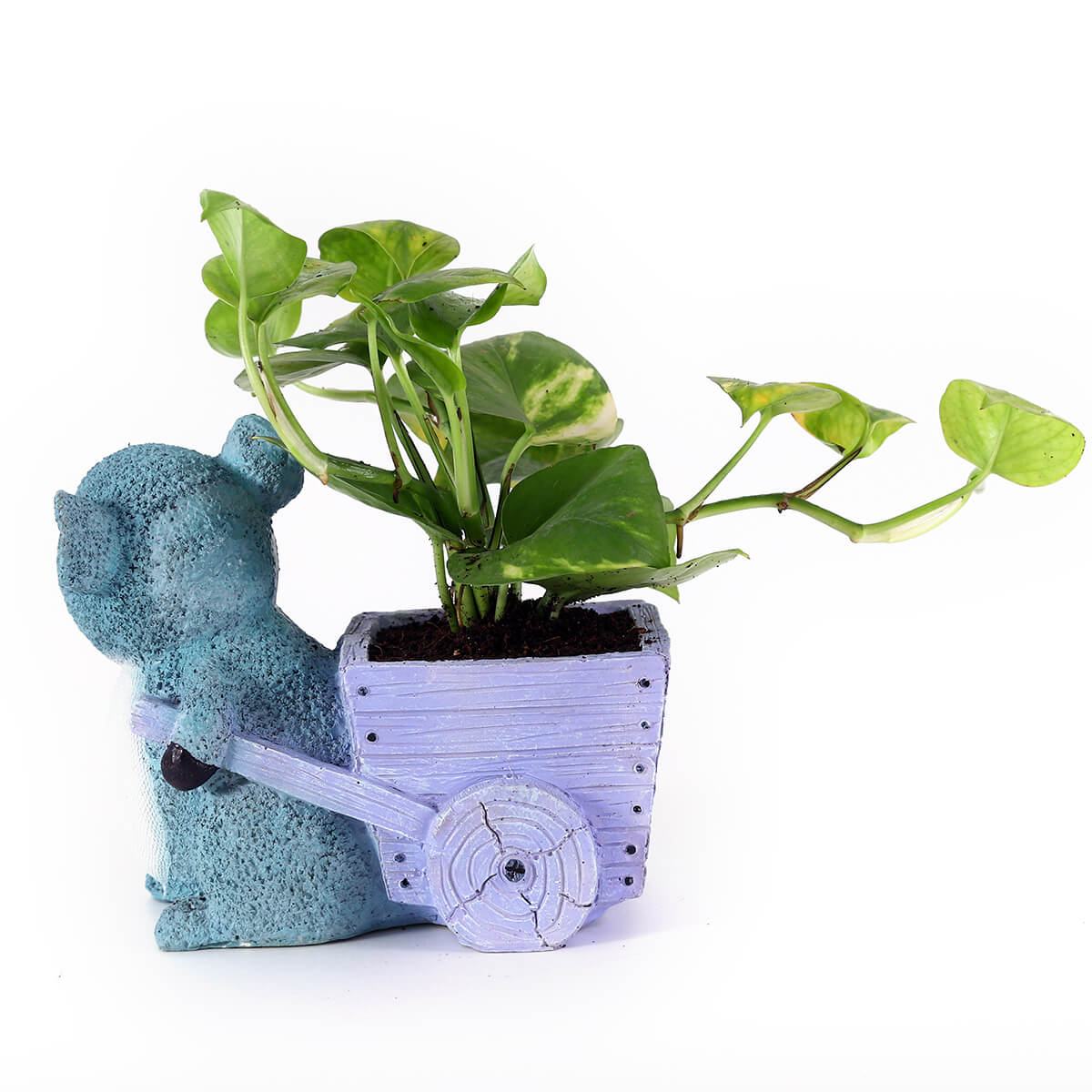 Money Plant in Blue Koala Planter