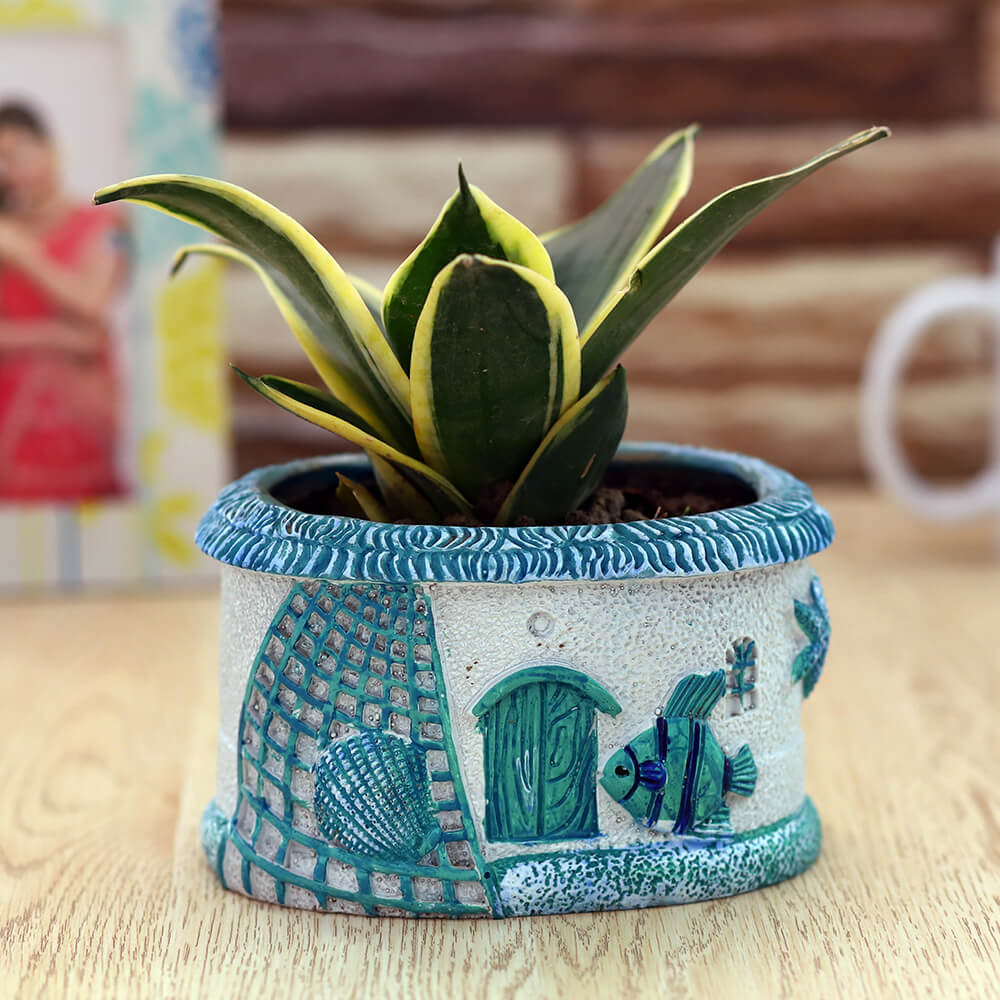 Snake Plant in Blue House Planter