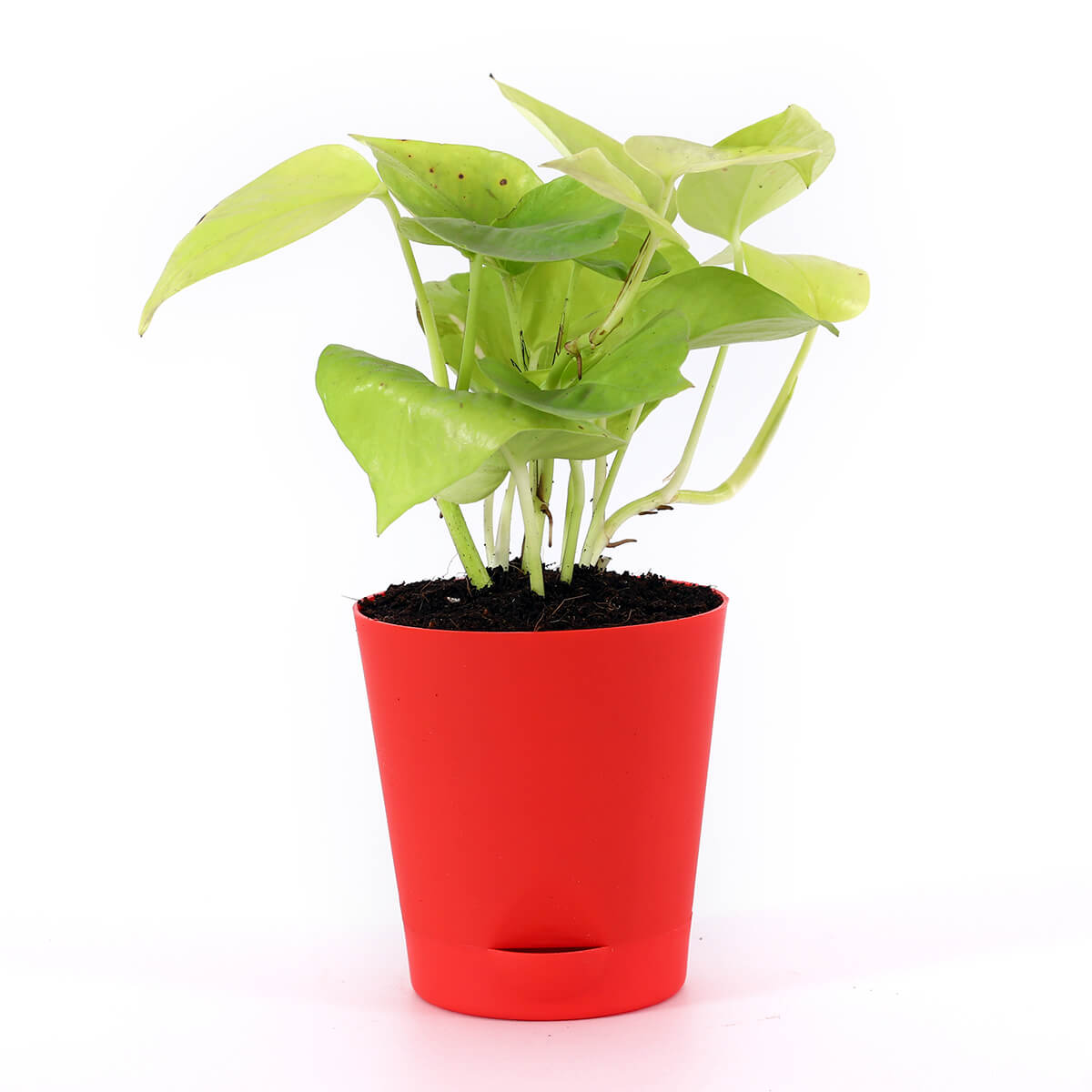 Neon Pothos in Round Red Pot