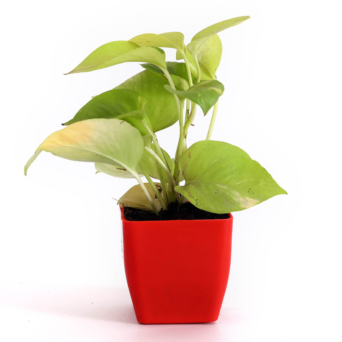Neon Pothos in Red Square Pot