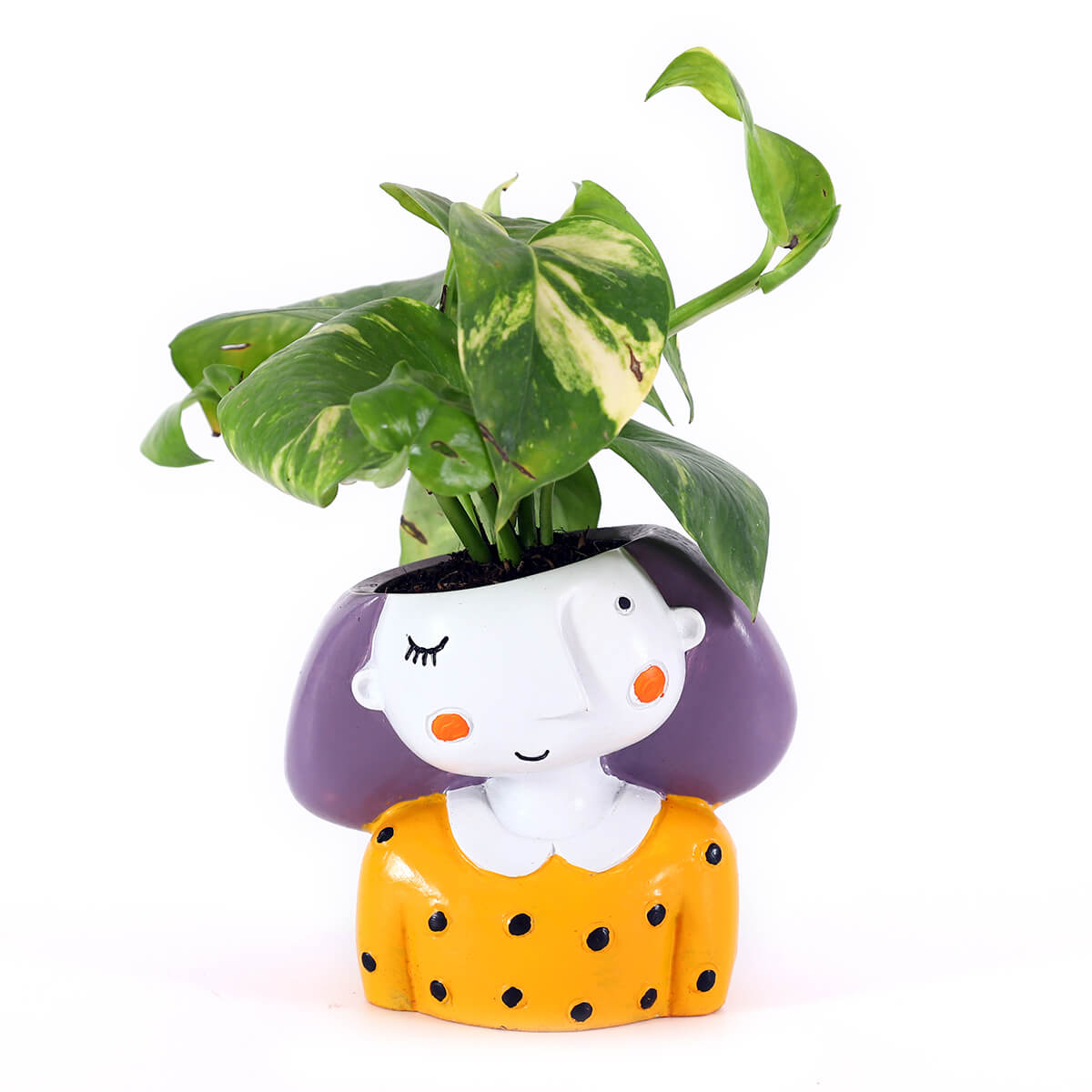 Money Plant in Yellow Girl Planter