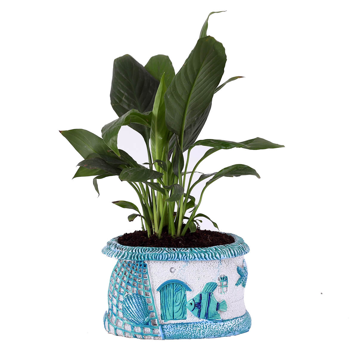 Green Foliage Plant in Blue House Planter