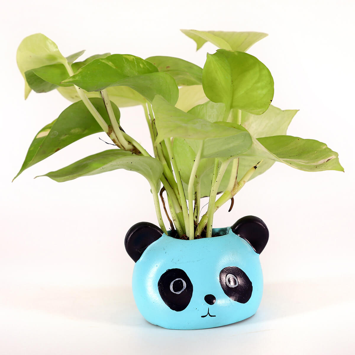 Neon Pothos in Blue Panda Planter