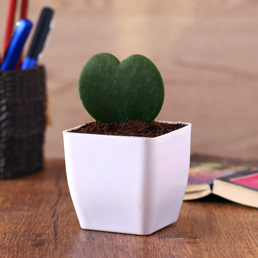 Hoya Heart in White Square Pot