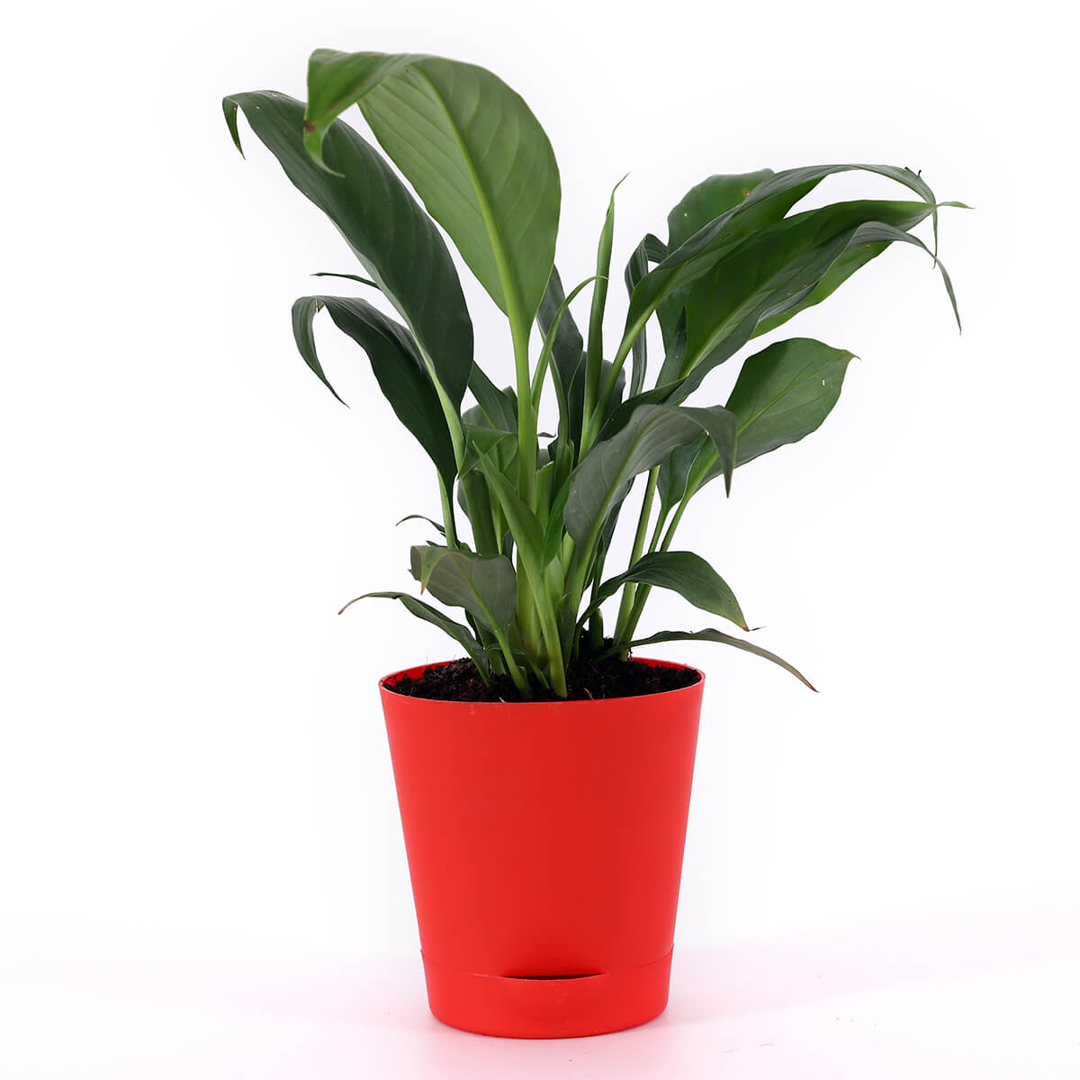 Green Foliage Plant in Round Red Pot