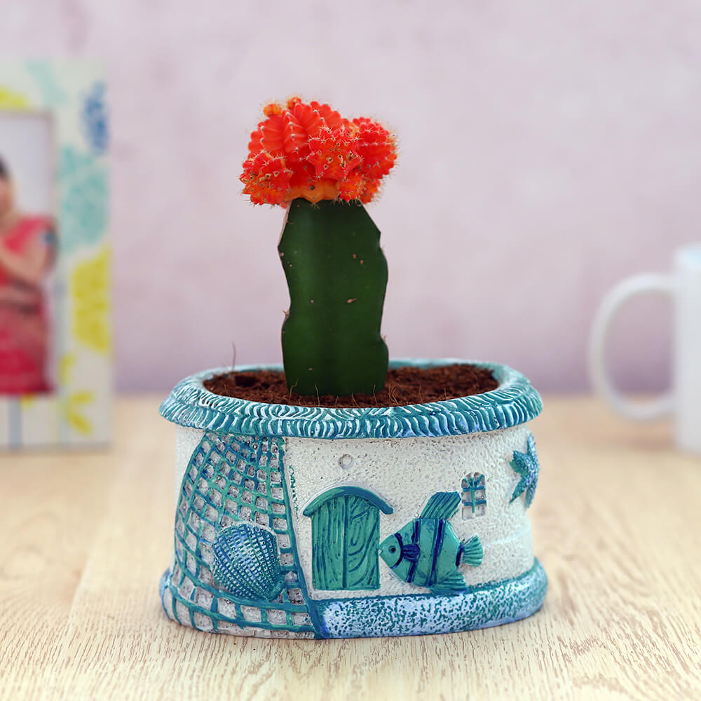 Flowering Cactus in Blue House Planter