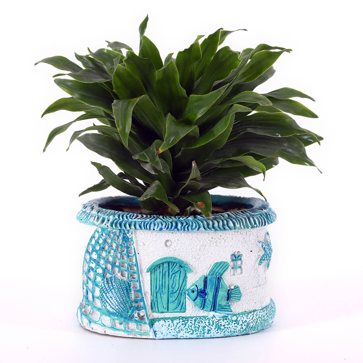 Compact Green Plant in Blue House Planter