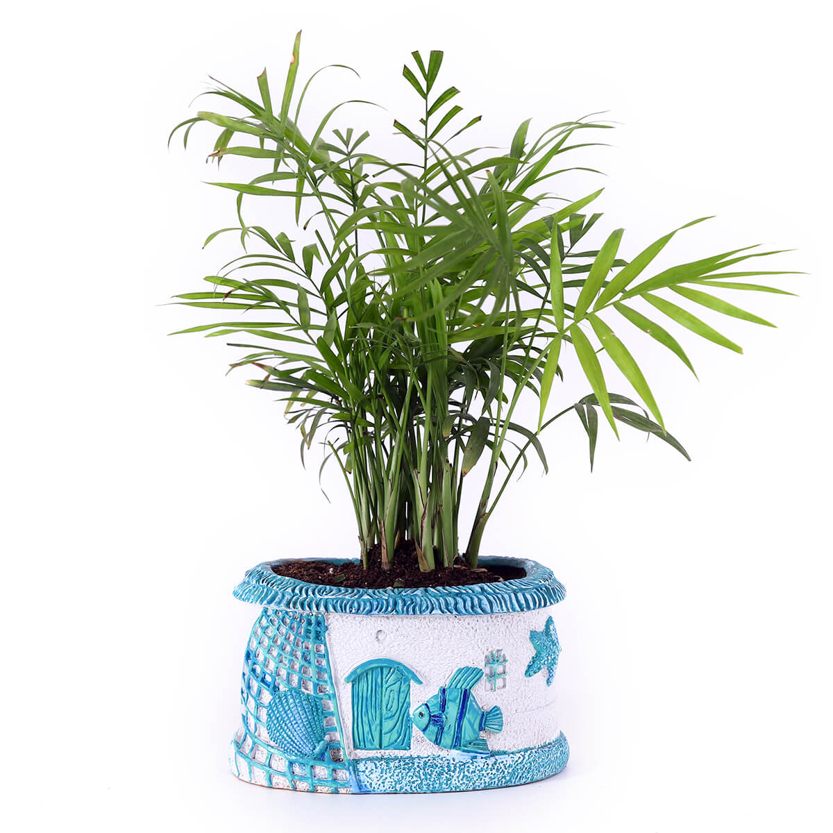 Palm in Blue House Planter