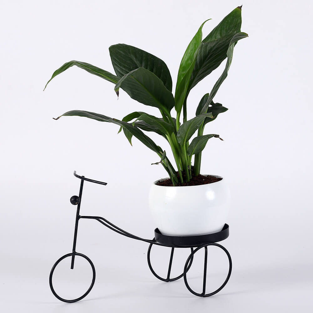 Green Foliage Plant in Bicycle Planter Stand