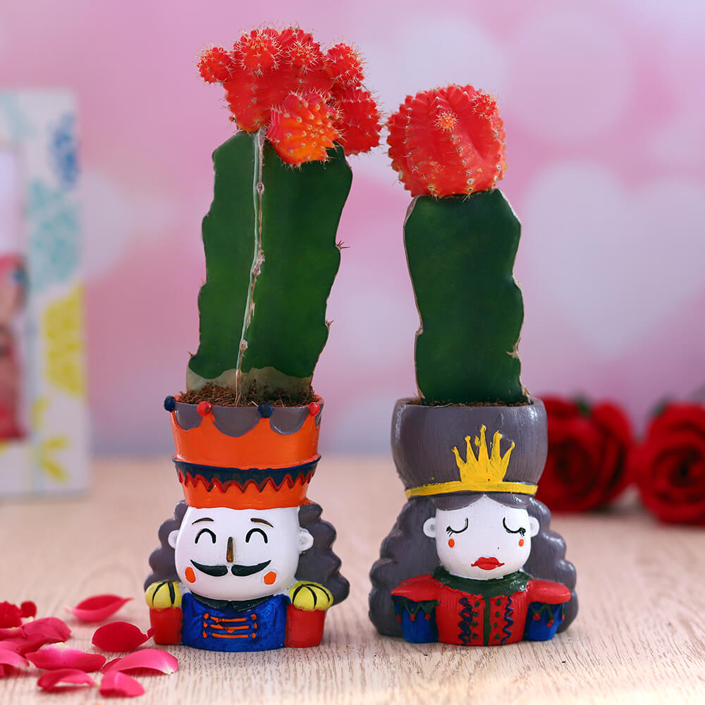Flowering Cacti in Royal Couple Planters