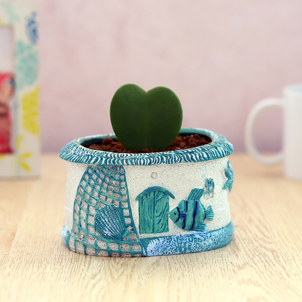 Hoya Heart in Blue House Planter