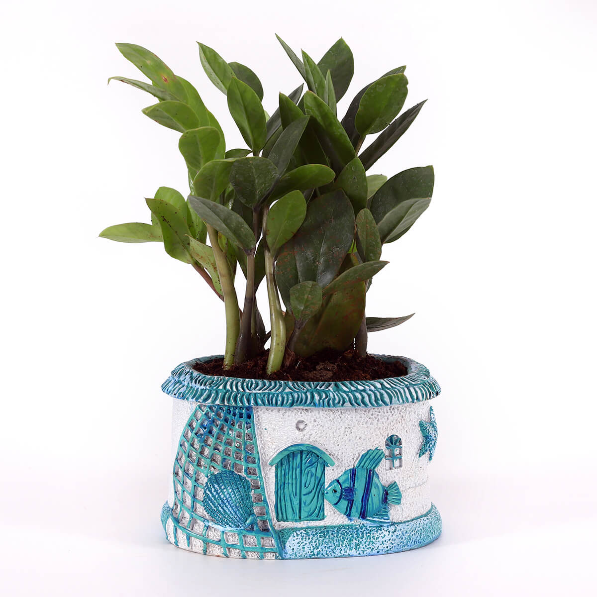 ZZ-Style Plant in Blue House Planter