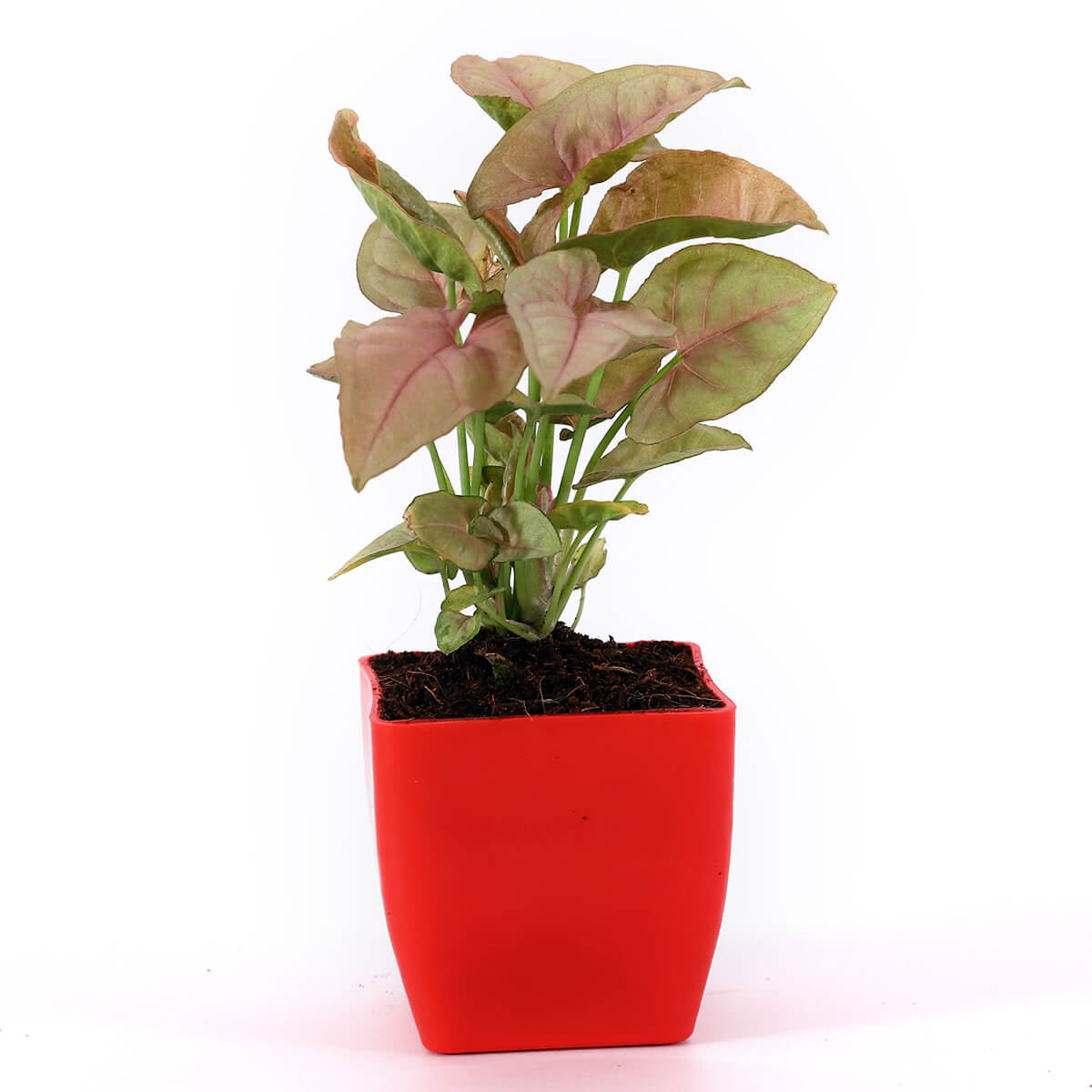 Pink Syngonium in Red Square Pot