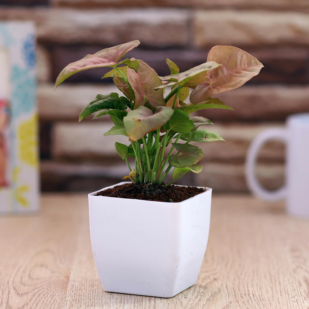 Pink Syngonium in White Square Pot