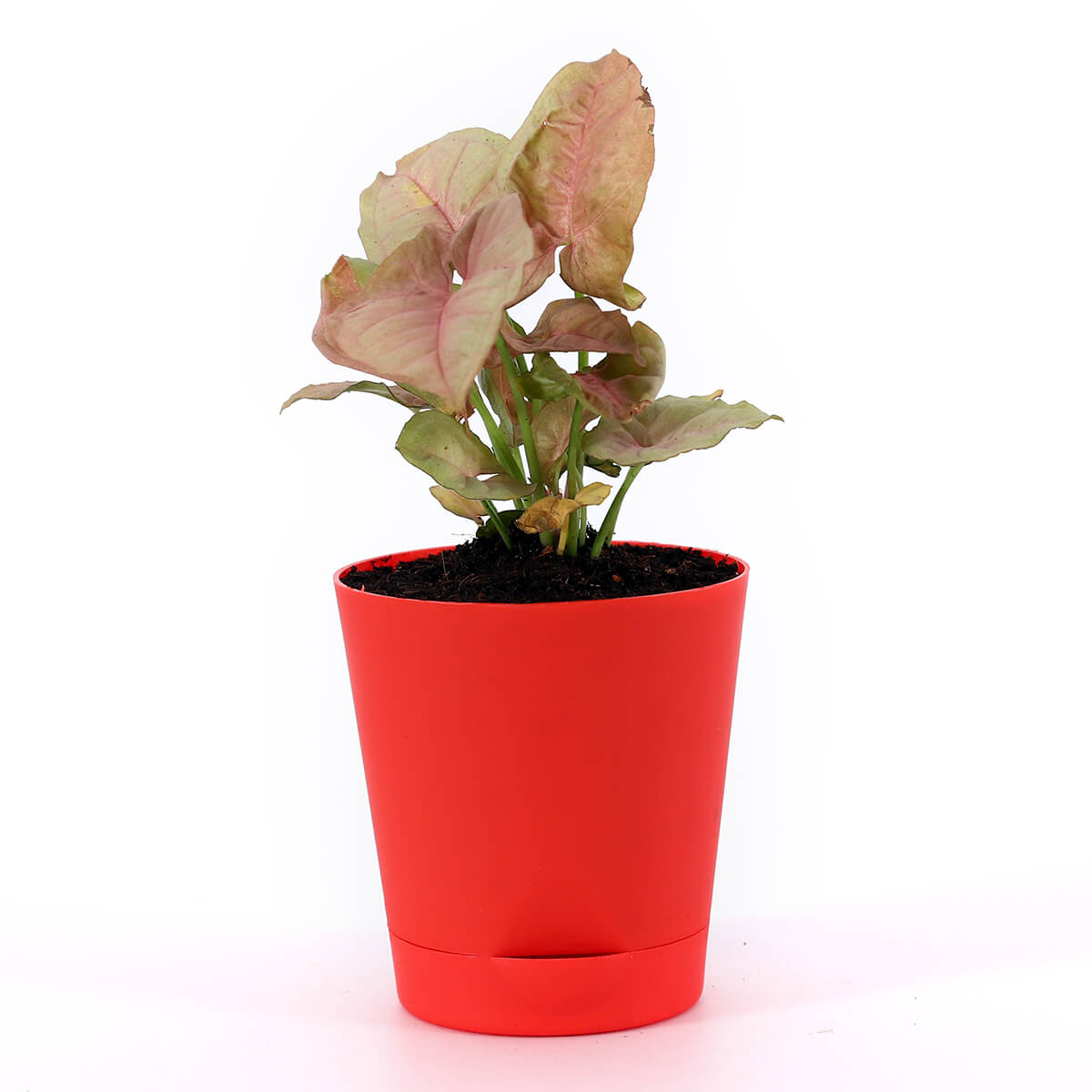 Pink Syngonium in Round Red Pot