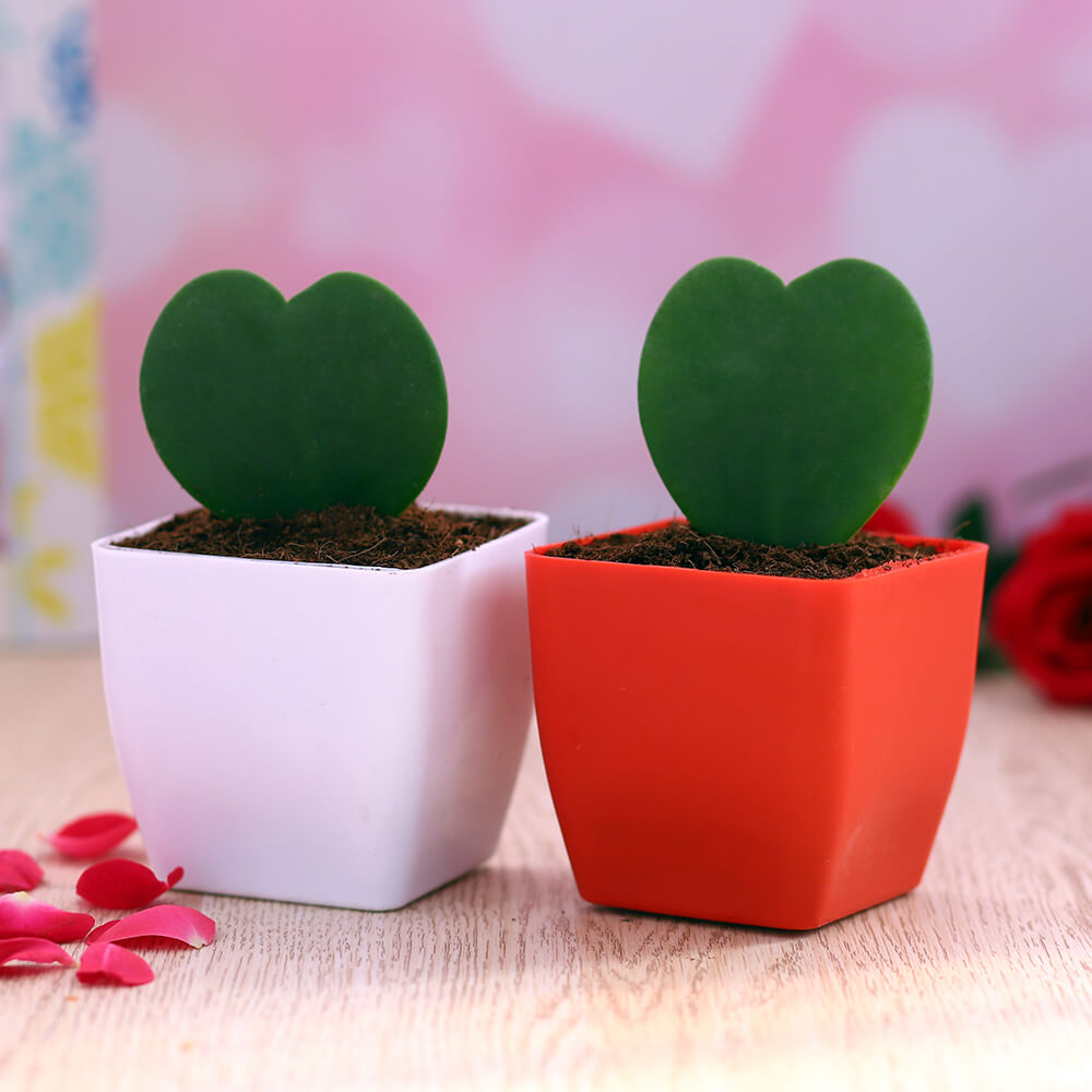 Hoya Heart Red and White Pot Pair