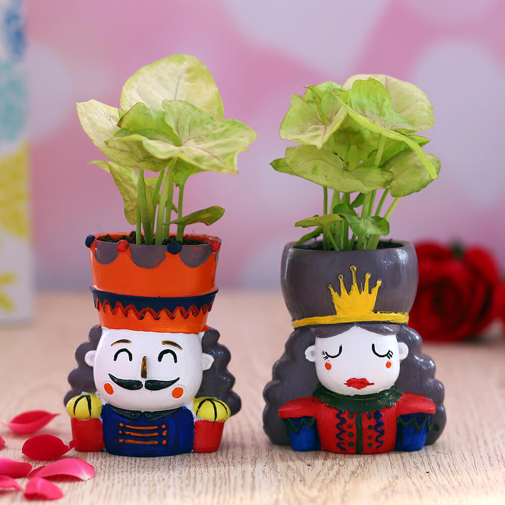 Syngonium in Royal Couple Planters