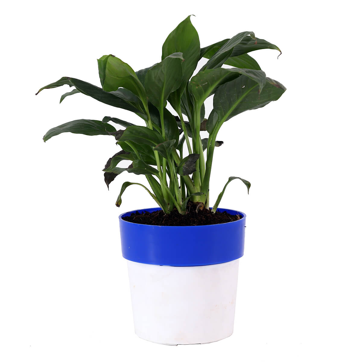 Green Foliage Plant in Blue-Rim Pot