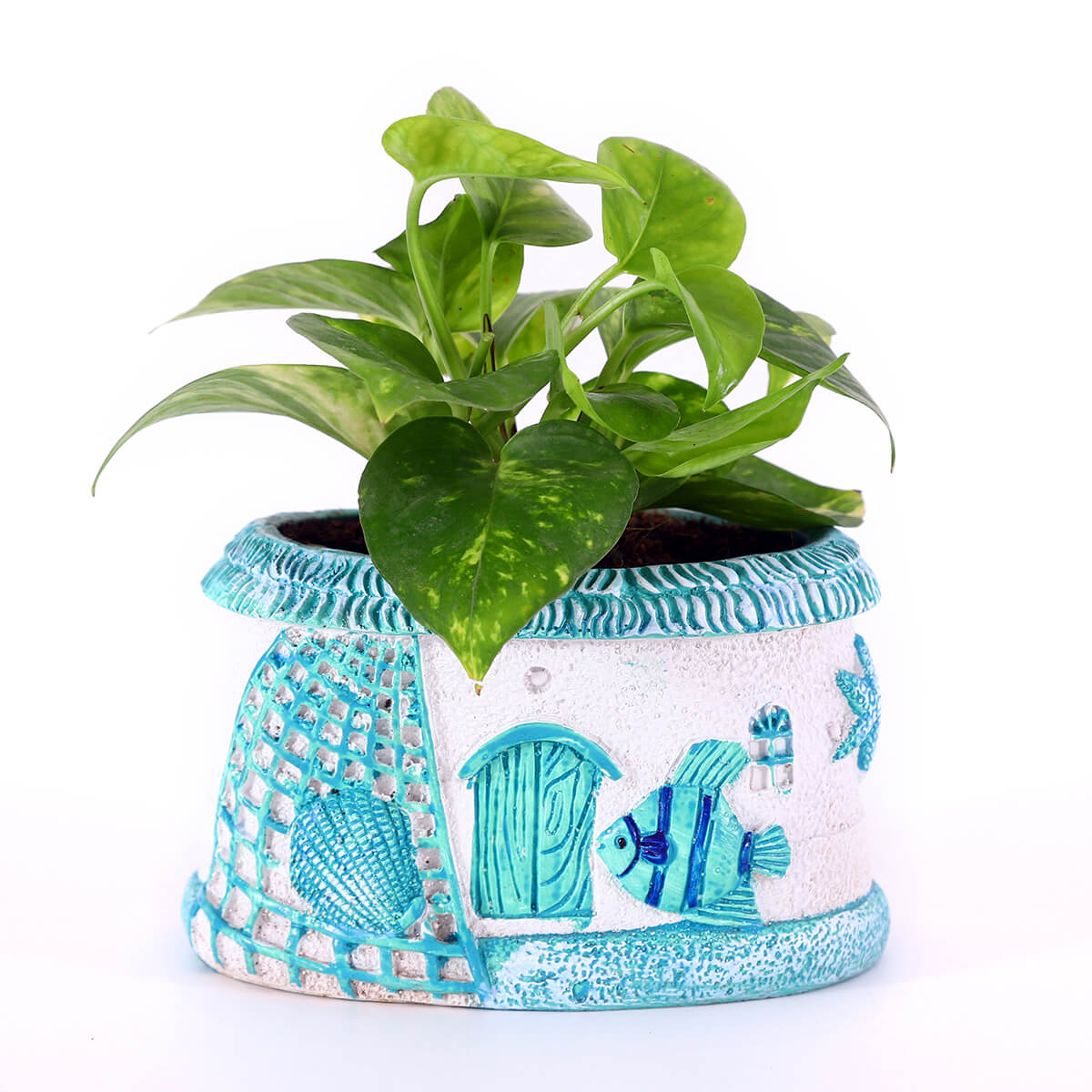 Money Plant in Blue House Planter