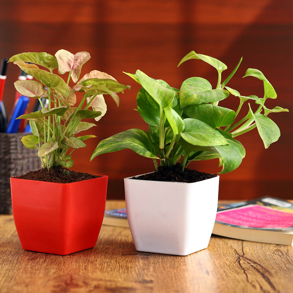 Pink Syngonium and Neon Pothos Pot Pair