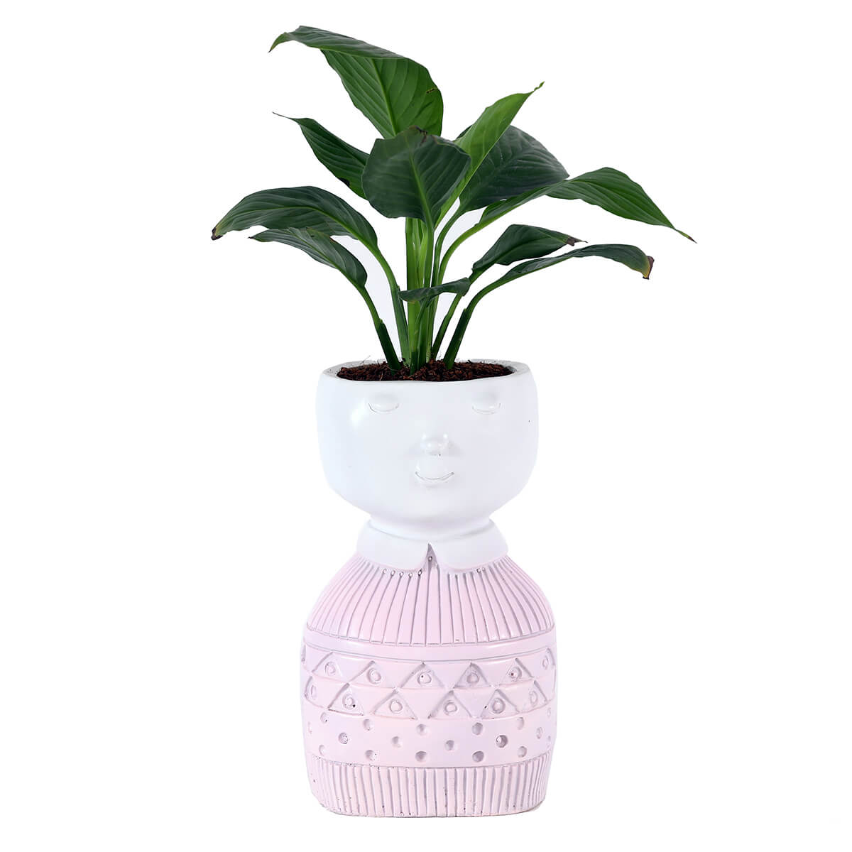Green Foliage Plant in Pink Pedestal Planter