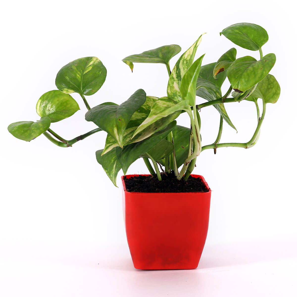 Money Plant in Red Square Pot