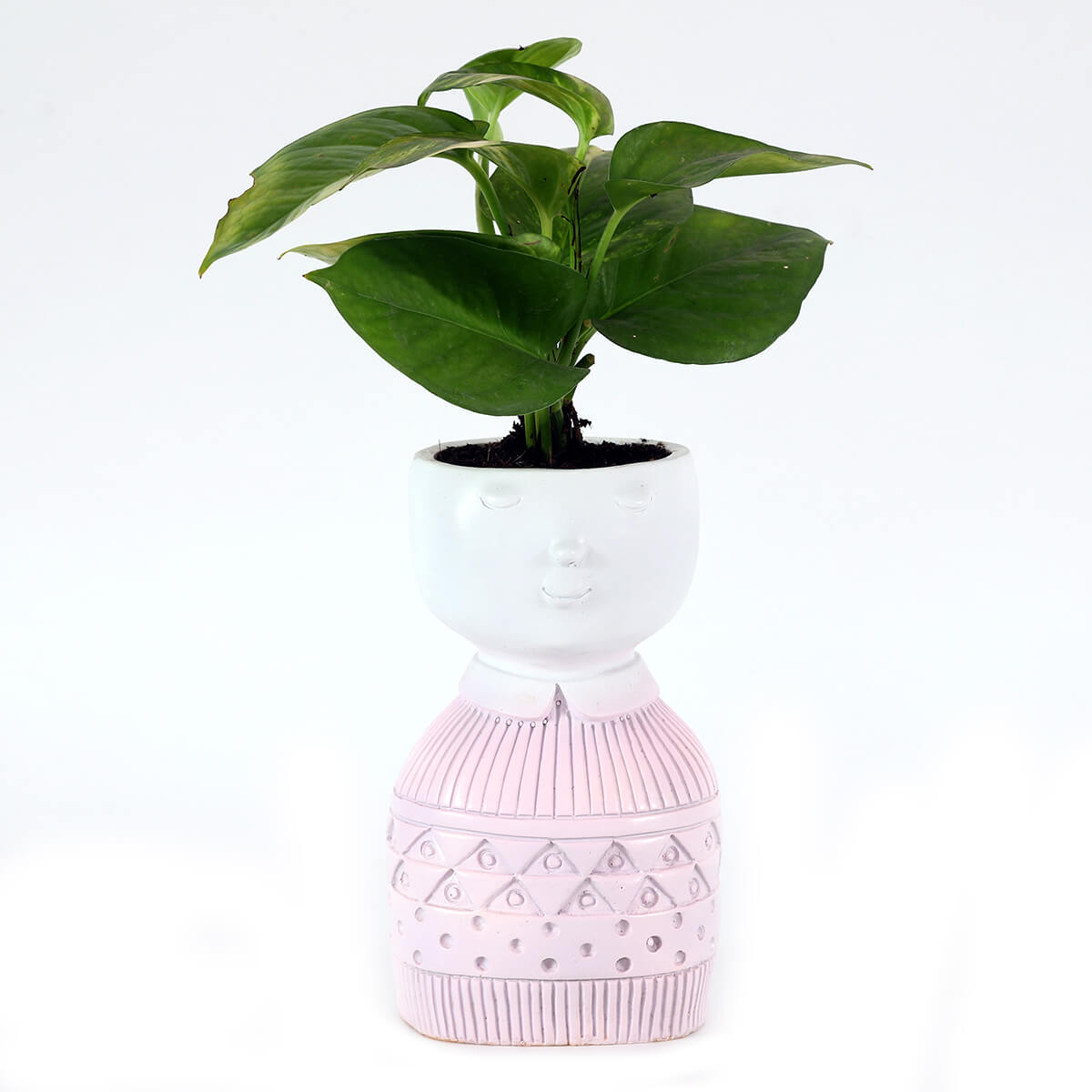 Money Plant in Pink Pedestal Planter