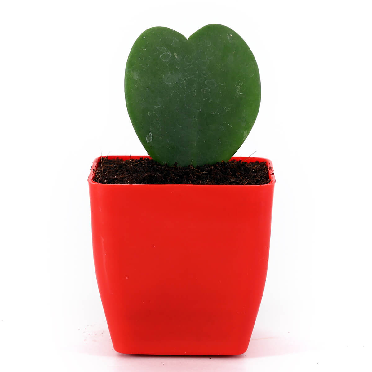 Hoya Heart in Red Square Pot