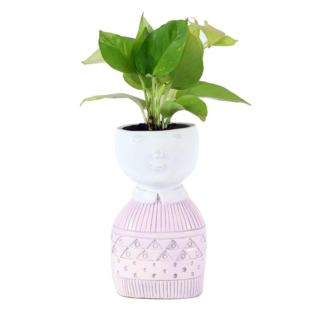 Neon Pothos in Pink Pedestal Planter