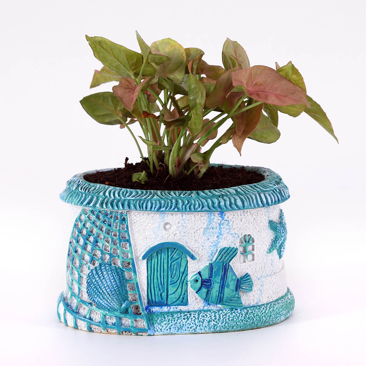 Pink Syngonium in Blue House Planter