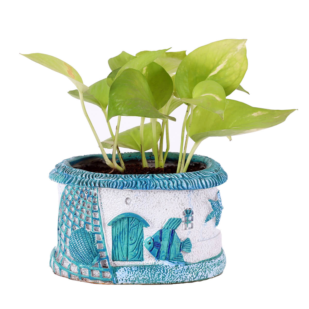 Neon Pothos in Blue House Planter