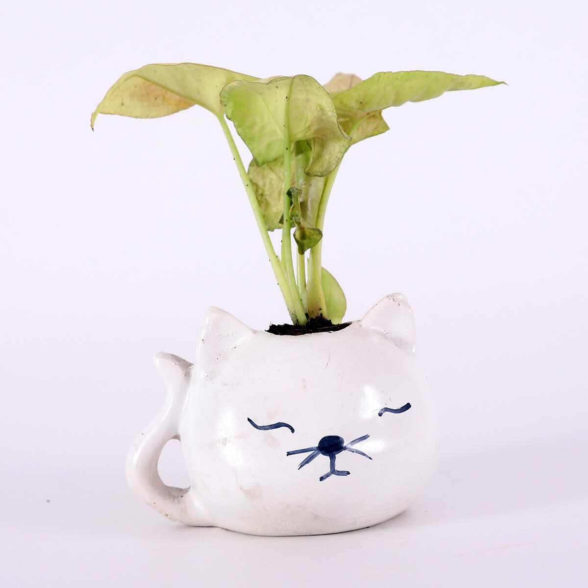 Syngonium in White Cat Planter