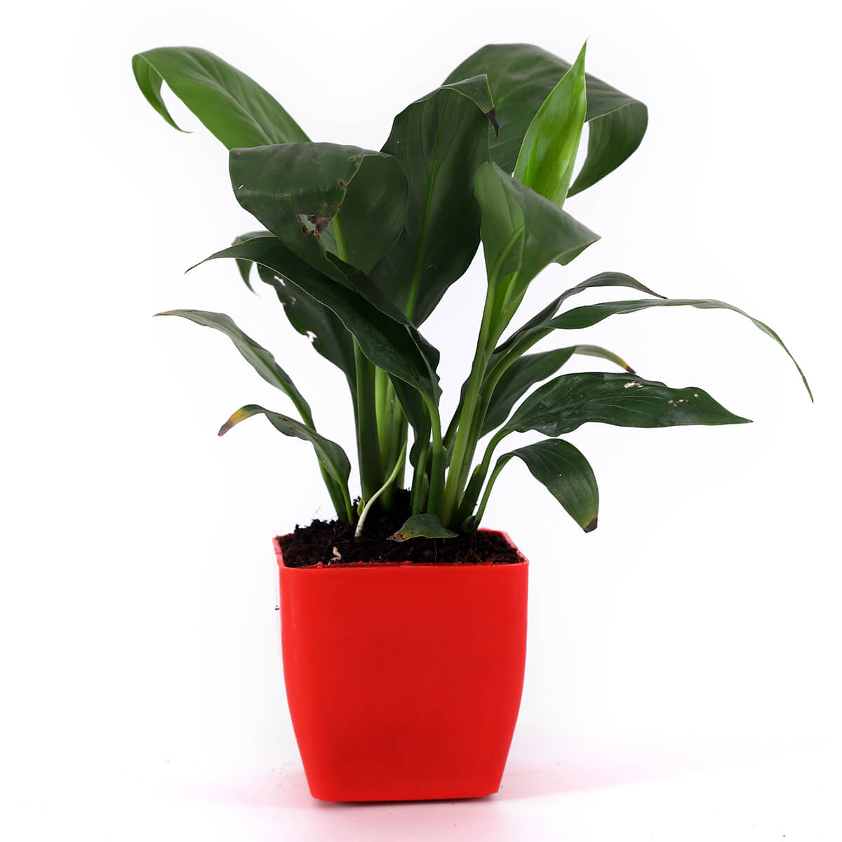 Green Foliage Plant in Red Square Pot