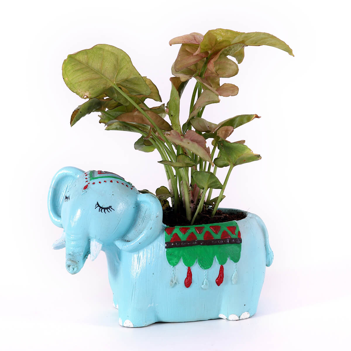Pink Syngonium in Blue Elephant Planter