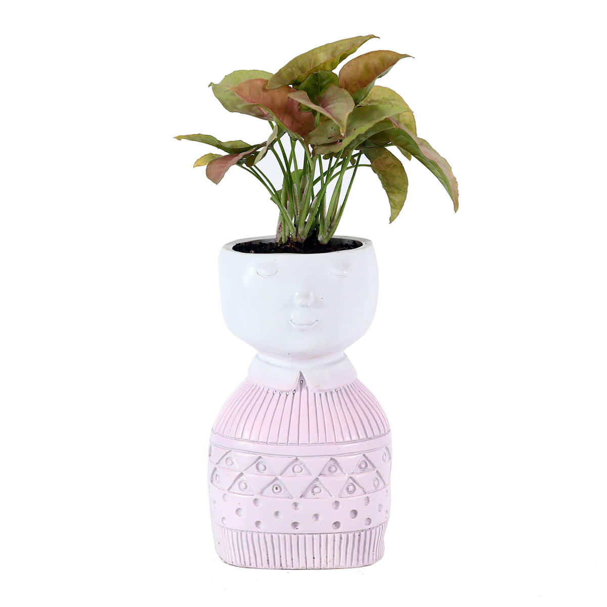 Pink Syngonium in Pink Pedestal Planter