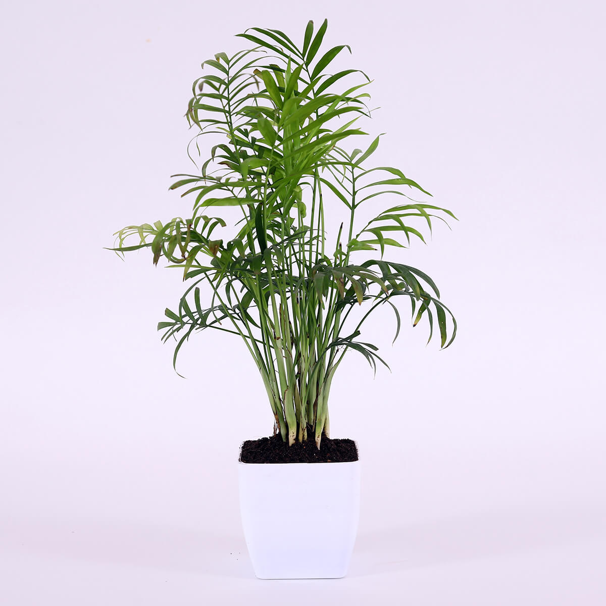Palm in White Square Pot