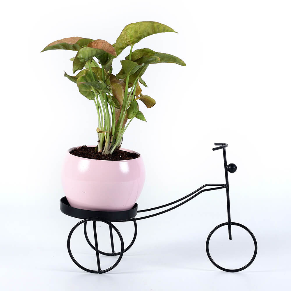 Pink Syngonium in Bicycle Planter Stand