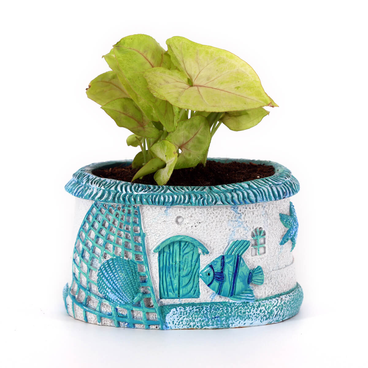 Golden Syngonium Plant in Coastal Fish & Seashell Designer Planter