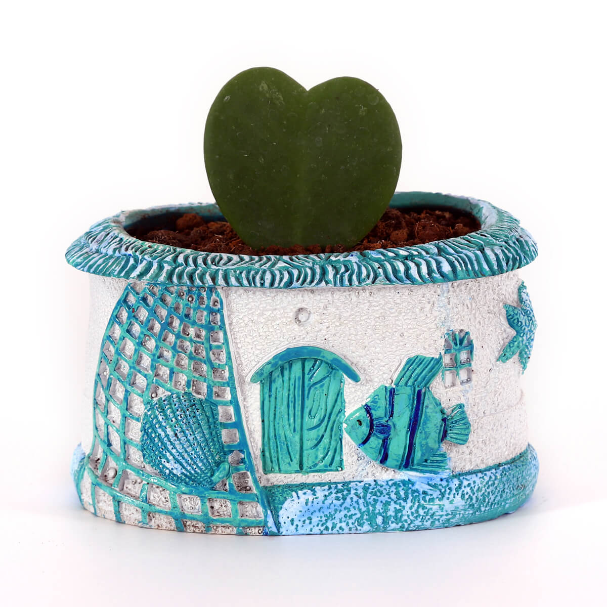 Sweetheart Hoya Plant in Coastal Fish & Seashell Designer Planter